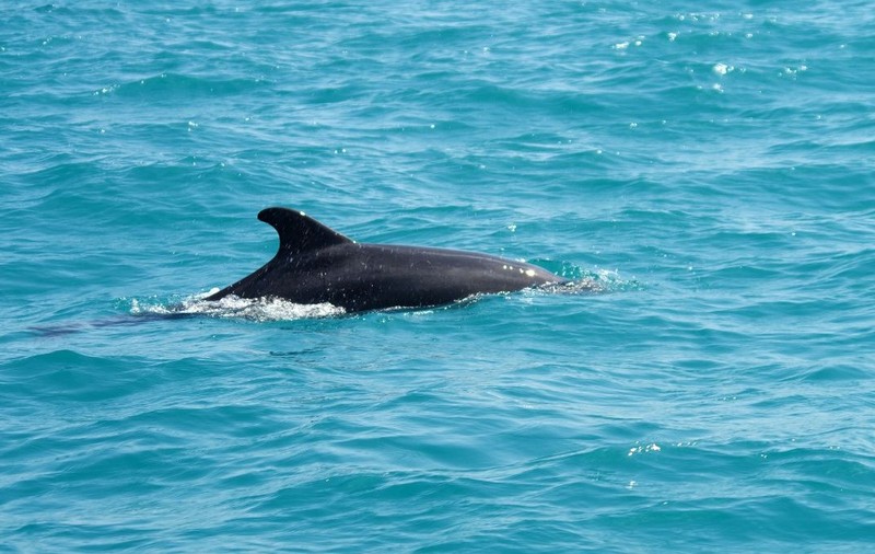 delfin înotând în marea neagră