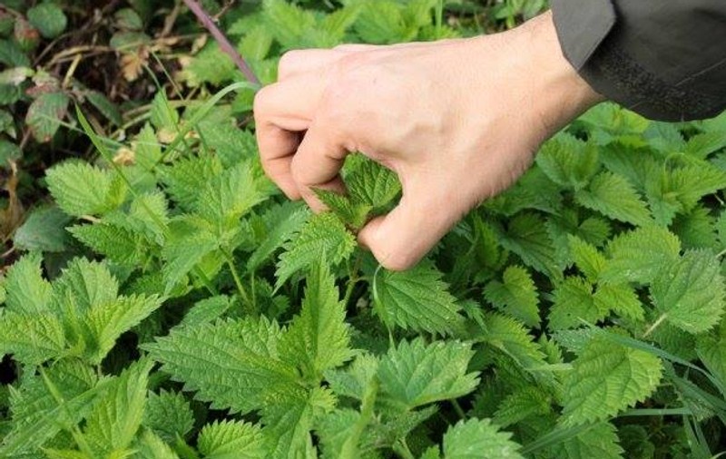 Urzica, planta minune pe care o găseşti pe toate drumurile