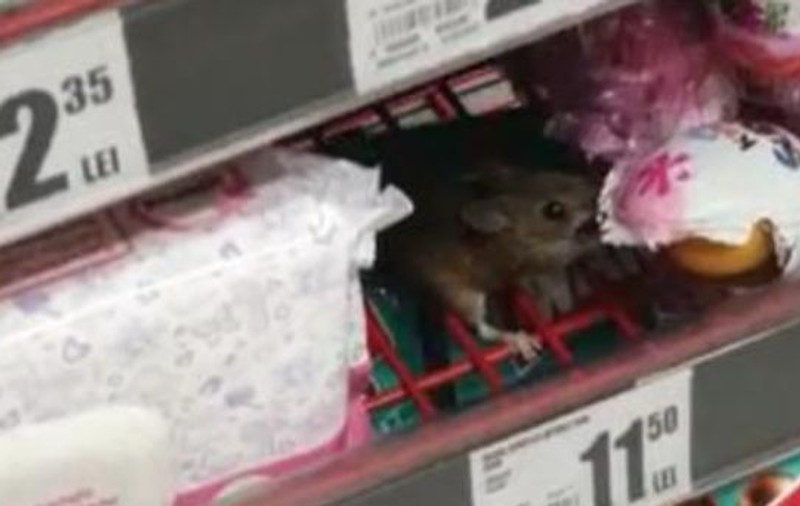 VIDEO. Un șoarece a fost filmat într-un magazin din Cluj. Reprezentanții Auchan: „Eveniment izolat”