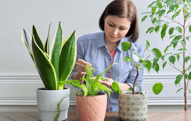 Nutriție naturală: Beneficiile fertilizanților bio pentru grădină