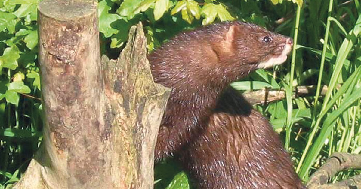Arhiva foto