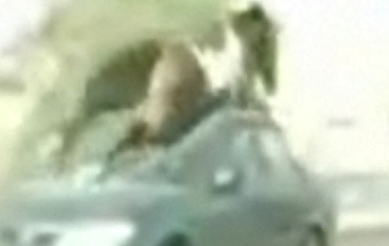 Maşină călcată de un cal, pe o autostradă / Video