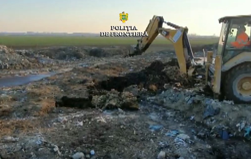 Cazul oilor înecate în Portul Midia: Animalele au fost îngropate în câmp, deși trebuiau incinerate. Patronul firmei: „Le-am incinerat la Protan şi am făcut îngrăşământ bio”