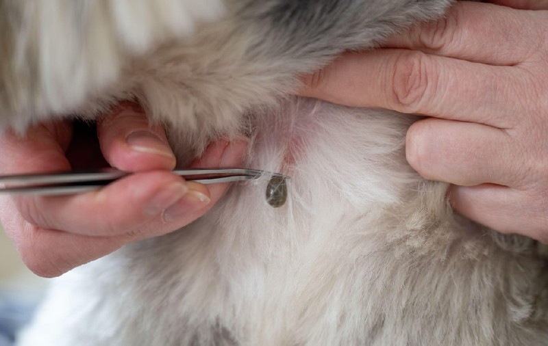 Insecta care te poate trimite „direct la neurologie”. O poți lua din zonele cu multă vegetație sau în contact cu animalele