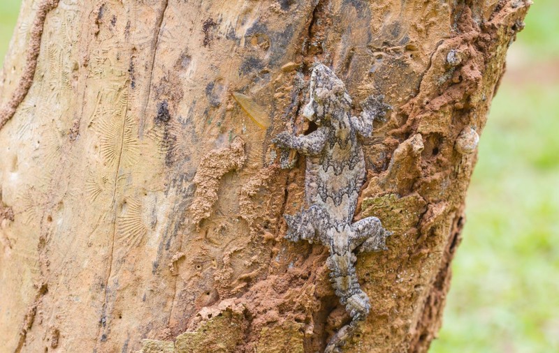 Un traficant de animale sălbatice a trimis 101 reptile în România și în țări din Asia și va sta 8 ani în închisoare