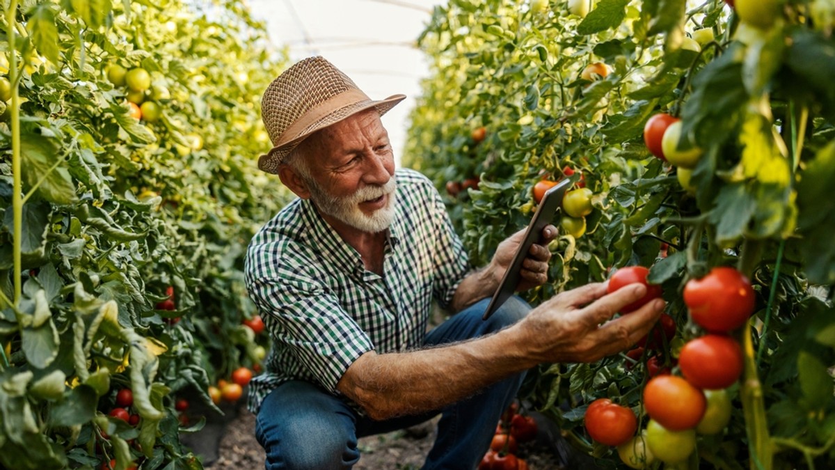 Cum sa obtii seminte de rosii- Un batran isi culege rosiile coapte din plantatia sa