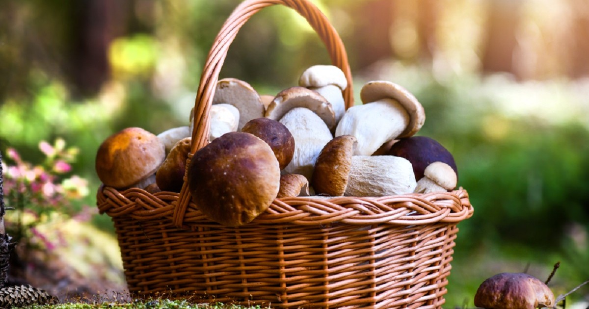 Ce ciuperci comestibile apar primăvara - Imagine cu un cos pus plin cu ciuperici Boletus culese din padure
