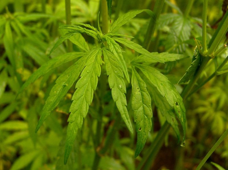 Două tone de cannabis