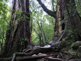 Jomon Sugi