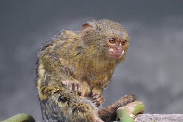 Marmoseta pigmeu