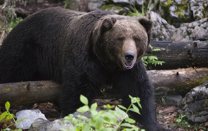O femeie a murit după atacul unui urs, în Polonia: „Simțul mirosului și cel al auzului animalului au fost afectate”