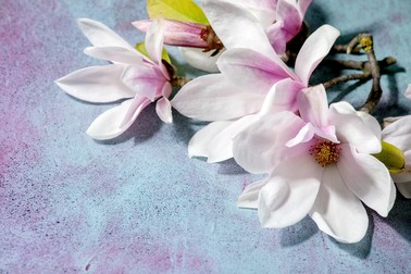 Flori de magnolie semmnificație