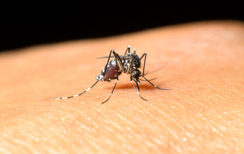 Primul deces provocat de virusul West Nile în România, confirmat de autorități