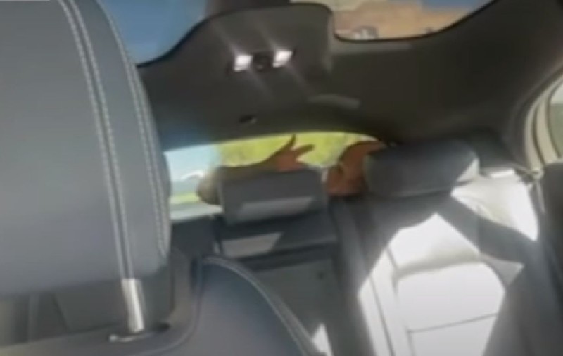 O femeie a comandat un taxi autonom Waymo și a găsit un străin în portbagaj: „Chestia asta nu mă lasă se ies!” | VIDEO