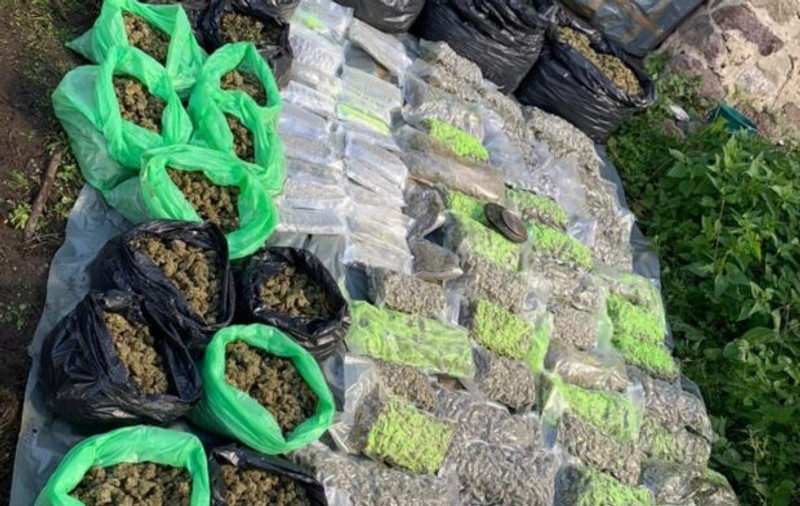 Sute de kilograme de canabis, găsite de procurorii DIICOT, în urma unor percheziţii în Caraș-Severin