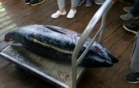 Monstrul prins de pescari în apele Croației. Lupta a durat zeci de minute