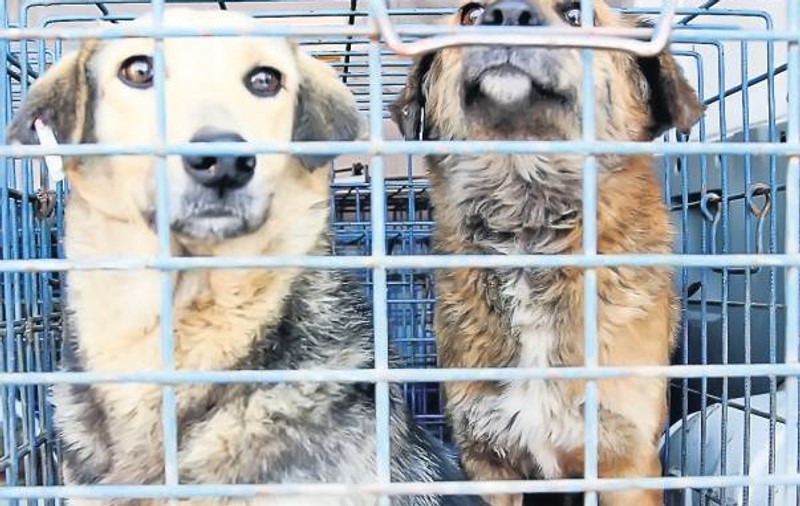 Verificări în casele stăpânilor de maidanezi adoptați