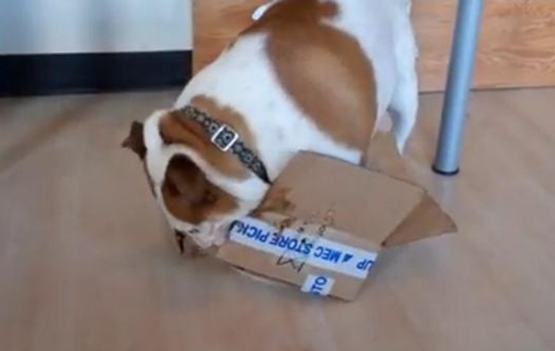 ADORABIL! Uite cât se chinuie un buldog să intre într-o cutie prea mică pentru el! VIDEO