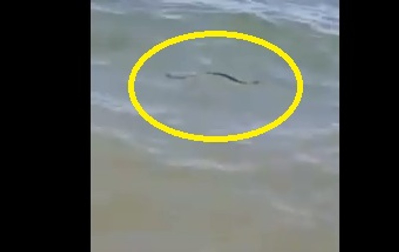 VIDEO | Un șarpe a fost văzut plutind în apă, la Eforie