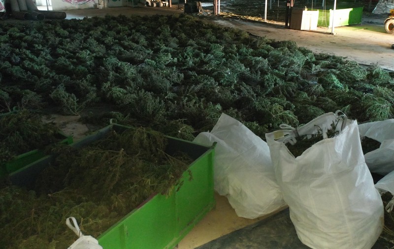 O fermă imensă cu peste 400.000 de plante de canabis a fost desființată în regiunea Navarra, din nordul Spaniei