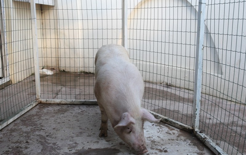 Aşa ceva mai rar! A murit ucis de porcul pe care încerca să-l taie!