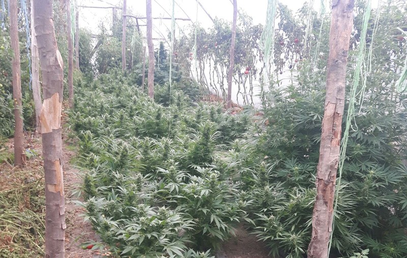 Canabis, printre răsadurile de roșii. 5 kilograme de droguri, confiscate de DIICOT