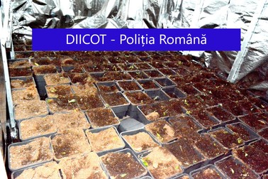 Cultura de cannabis găsită de anchetatori