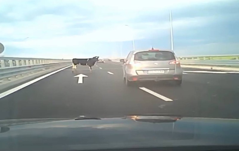 Patru vaci au căzut dintr-un camion pe autostrada A7. Șoferii speriați au sunat la 112