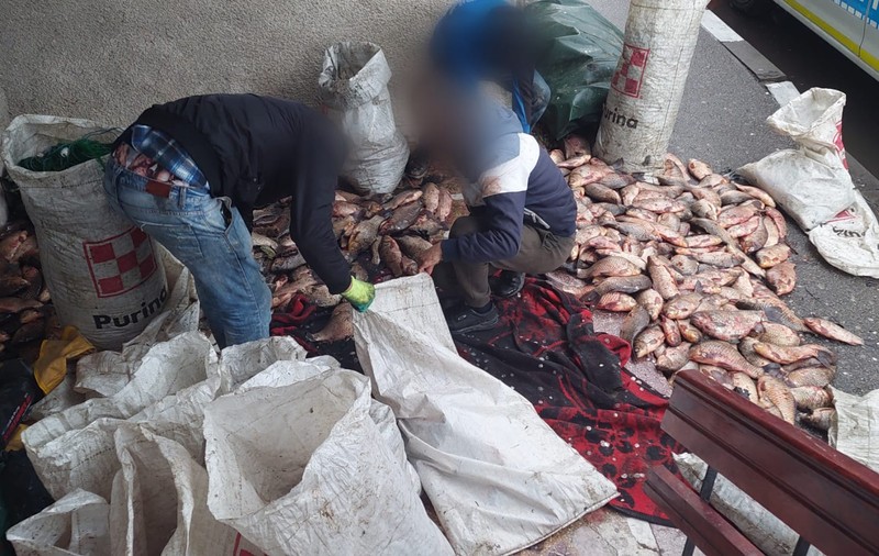 Braconieri prinși cu jumătate de tonă de pește din râul Olt, în plin sezon de prohibiție