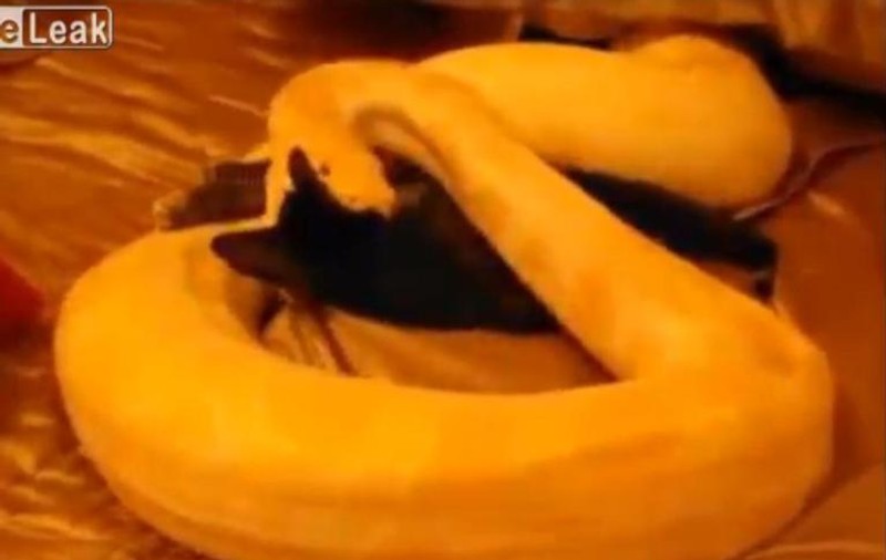 Gest de o cruzime fără margini la un adolescent! I-a dat pitonului său să mânânce o pisicuţă şi a filmat totul | VIDEO