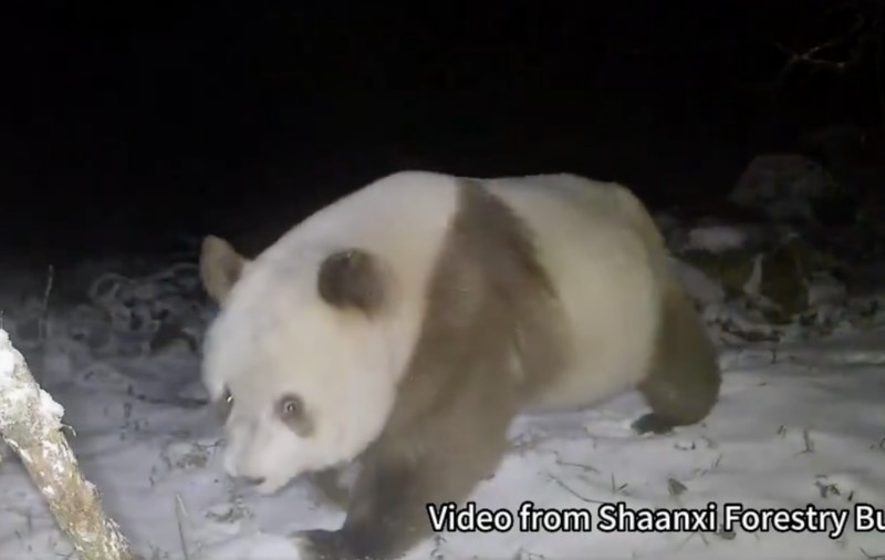 Un panda uriaș brun, un specimen extrem de rar, a fost observat în nord-vestul Chinei | VIDEO