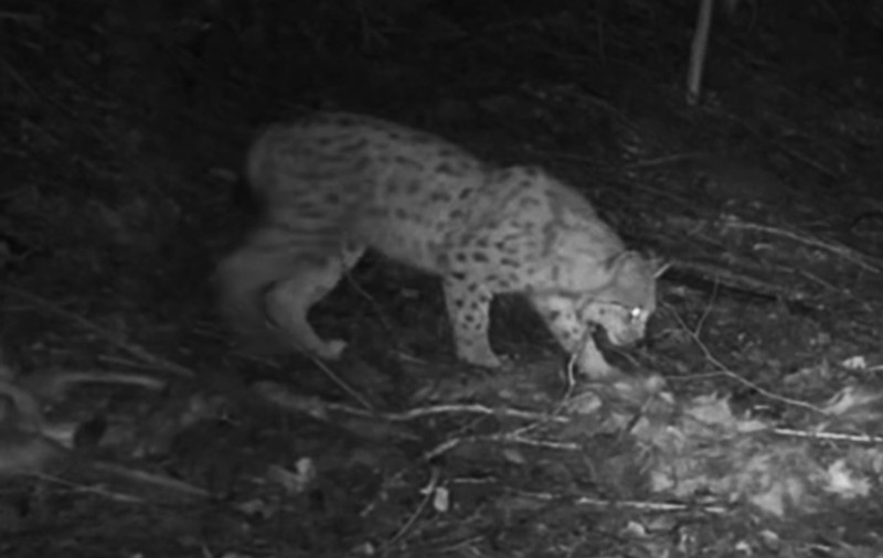 Imagini rare cu o familie de râși surprinsă„la masă”, într-o pădure din Caraș-Severin | VIDEO