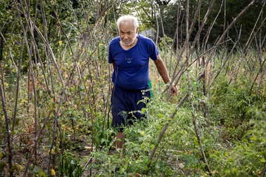 Nea Mitică îngrijeşte o grădină de la o casă nelocuită