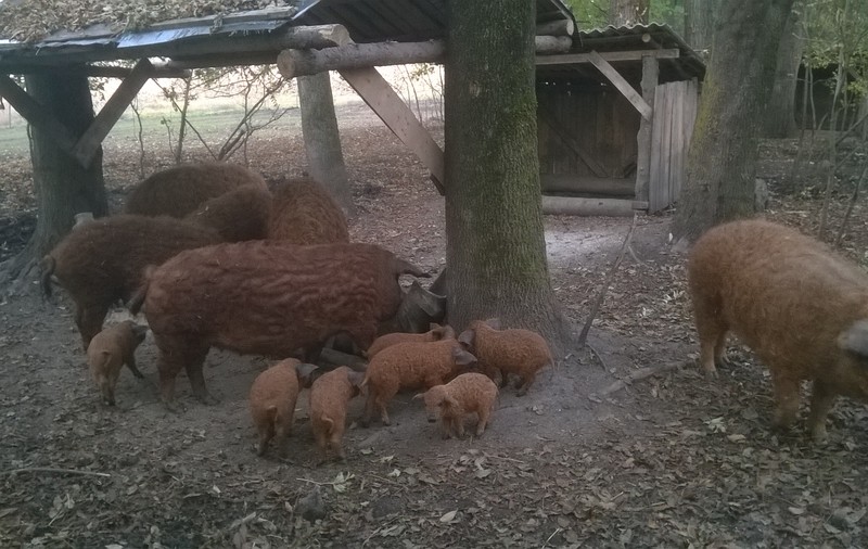 EXCLUSIV/Petre Daea: ”În mai puțin de 8 ani, vom avea destui porci Bazna și Mangalița. Vom mânca mai sănătos”