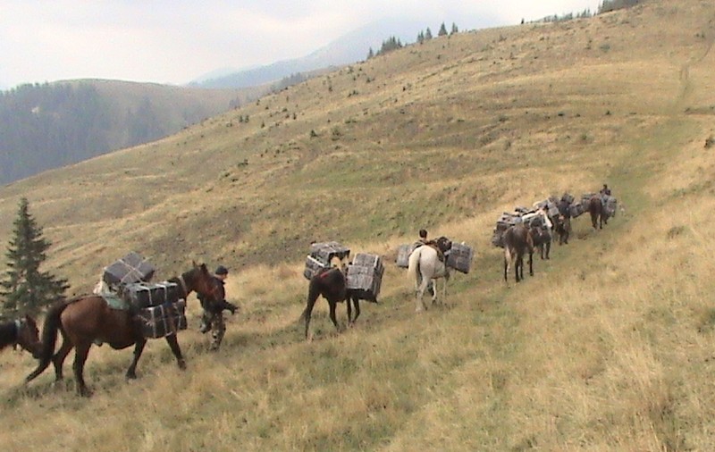 Caii transportau 25.000 de pachete de ţigări de contrabandă 