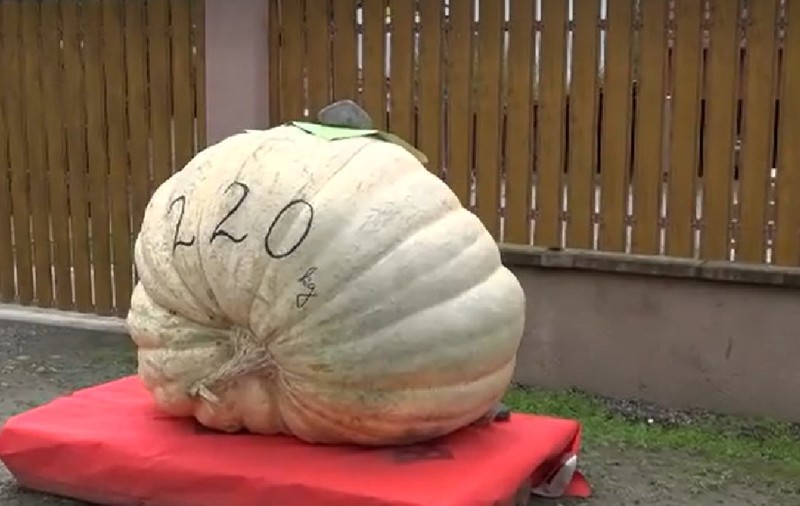 Un fermier din Mureș a crescut un dovleac de 220 de kilograme: „Peste 500 de litri de apă pe zi am băgat”