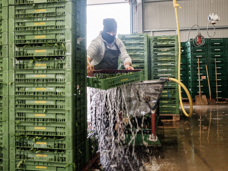 Mădălin spală rucola în depozitul de la ferma Höfler Gemüse din Nürnberg.