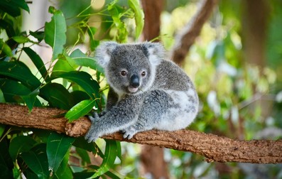 Ursul Koala - animale exotice
