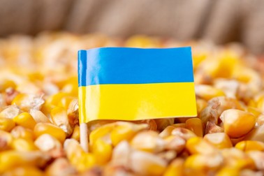 Ucraina furnizează 15% din porumbul mondial | Foto: Shutterstock