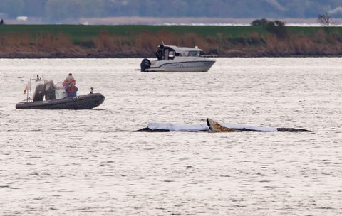 Timmy, balena salvată după ce a eșuat de mai multe ori în Germania, a fost găsită moartă în strâmtoarea Kattegat