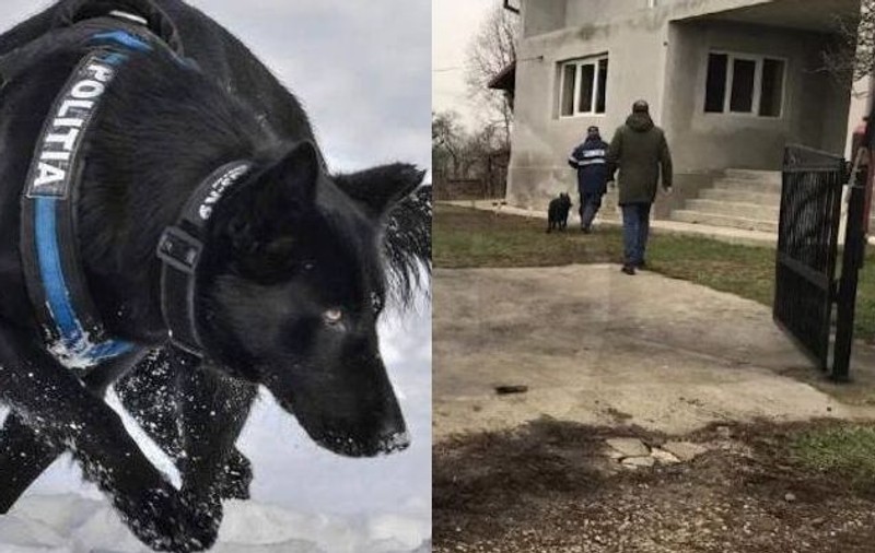 Dubla crimă din Satu Mare. MAI a prezentat câinele care a prins ucigașul în doar patru ore