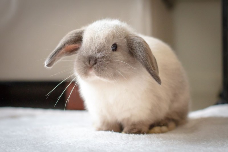 Iepurele ca animal de companie - Mini Lop