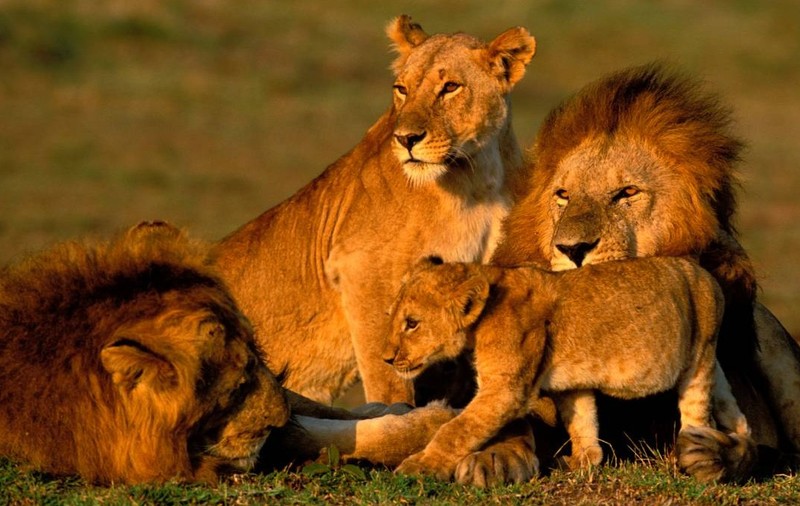 10 lei africani au fost găsiți morți într-unul dintre cele mai cunoscute situri UNESCO din Africa. Imagine cu caracter ilustrativ. Sursă foto: Getty Images