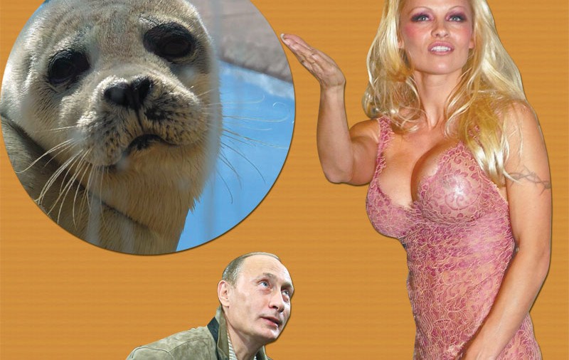 «Domnu’ Putin, ajutaţi-mă să salvez focile!»