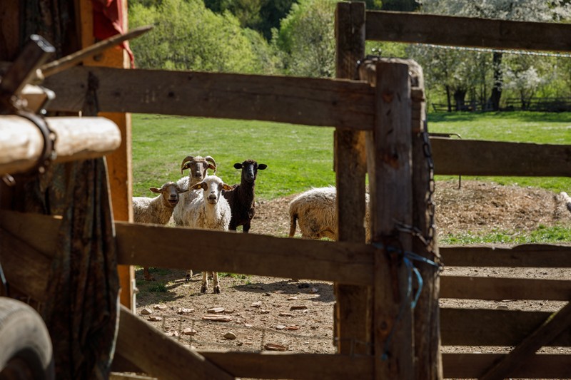 Capre în curtea unui localnic din Ojdula, lângă pădure