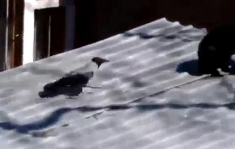 Cioara diabolică! Uite cum a făcut două pisici să se bată între ele | VIDEO FABULOS