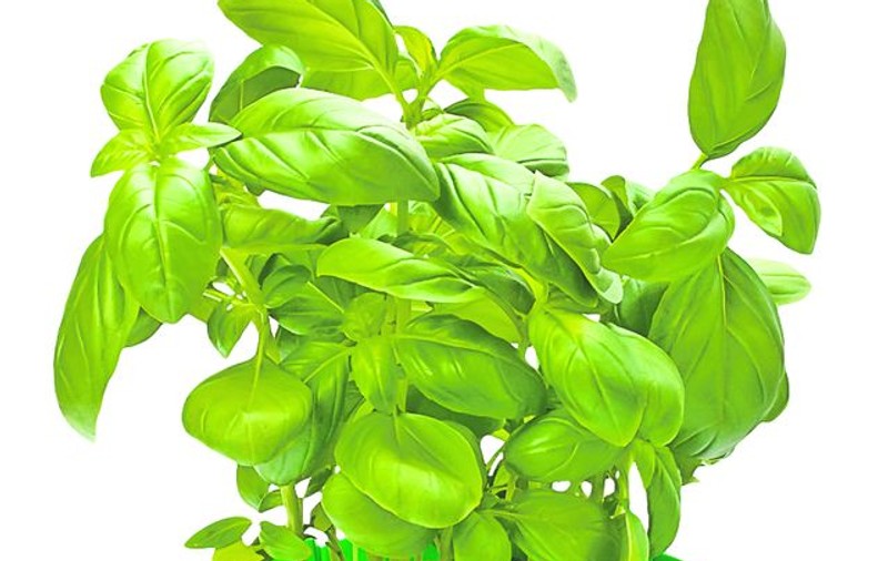 ABC-ul farmaciei naturale de acasă