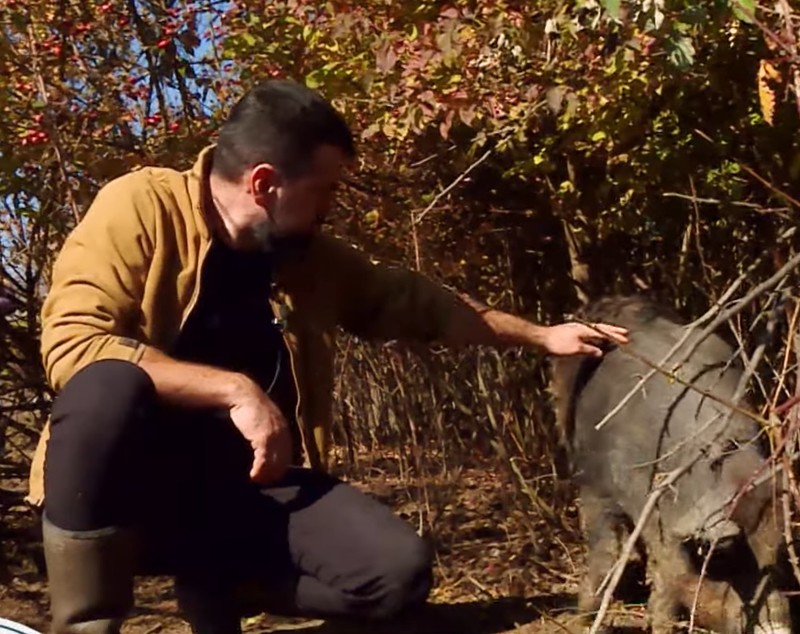 Imagini cu ferma de păsări și porci a tenorului Vlad Miriță. De la el cumpără carne Marcel Pavel, dar și Monica Anghel