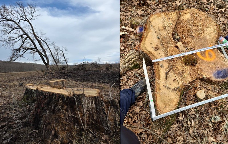 Arborii dintr-o arie protejată din Brașov au fost tăiați ilegal. Trebuiau să asigure semințele pentru o viitoare pădure