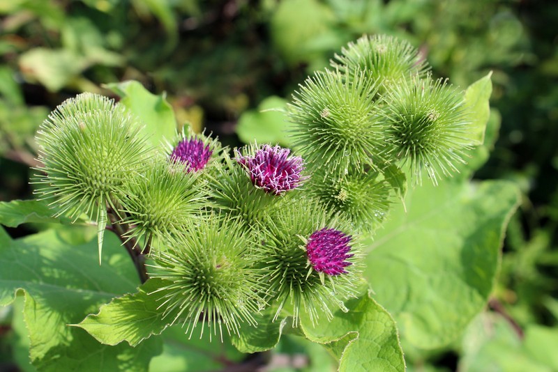 Brusture - Arctium Lappa - plante medicinale din România